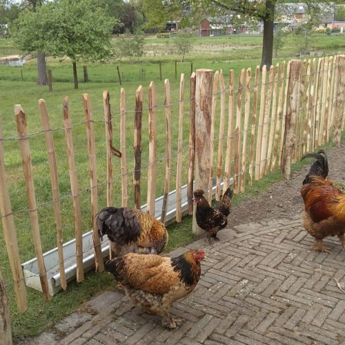 Kastanje hekwerk op rol voor tuin en erf – Houthandel Smets