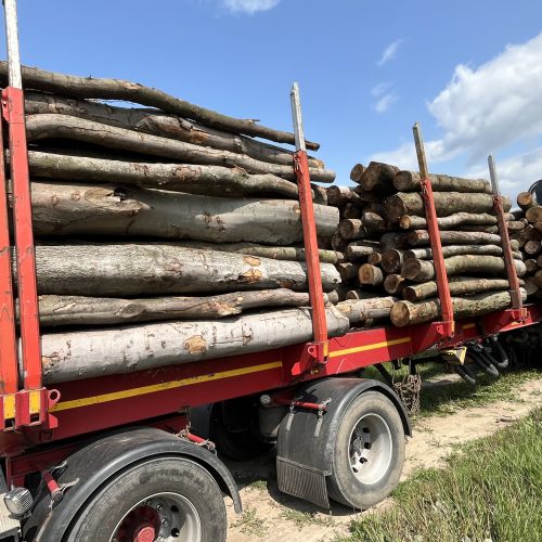 Houthandel Smets Beuken Stammen, haardhout, Brandhout
