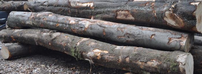 hout op stam